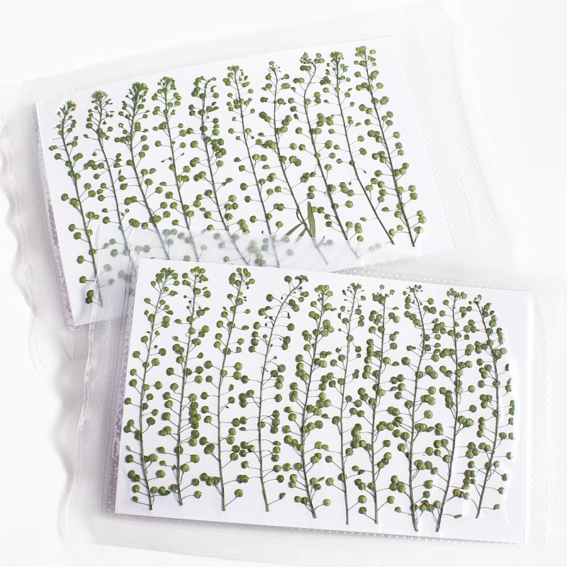 Natural Color Green Bell Grass - đánh giá và giá Resin Craft Ideas