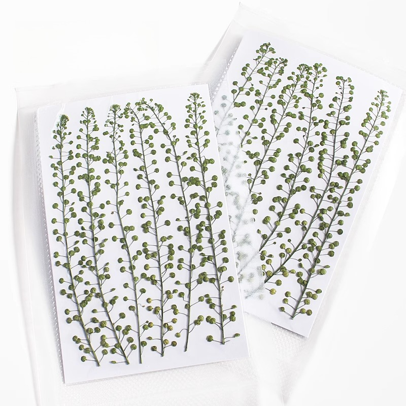 Natural Color Green Bell Grass - đánh giá và giá Resin Craft Ideas