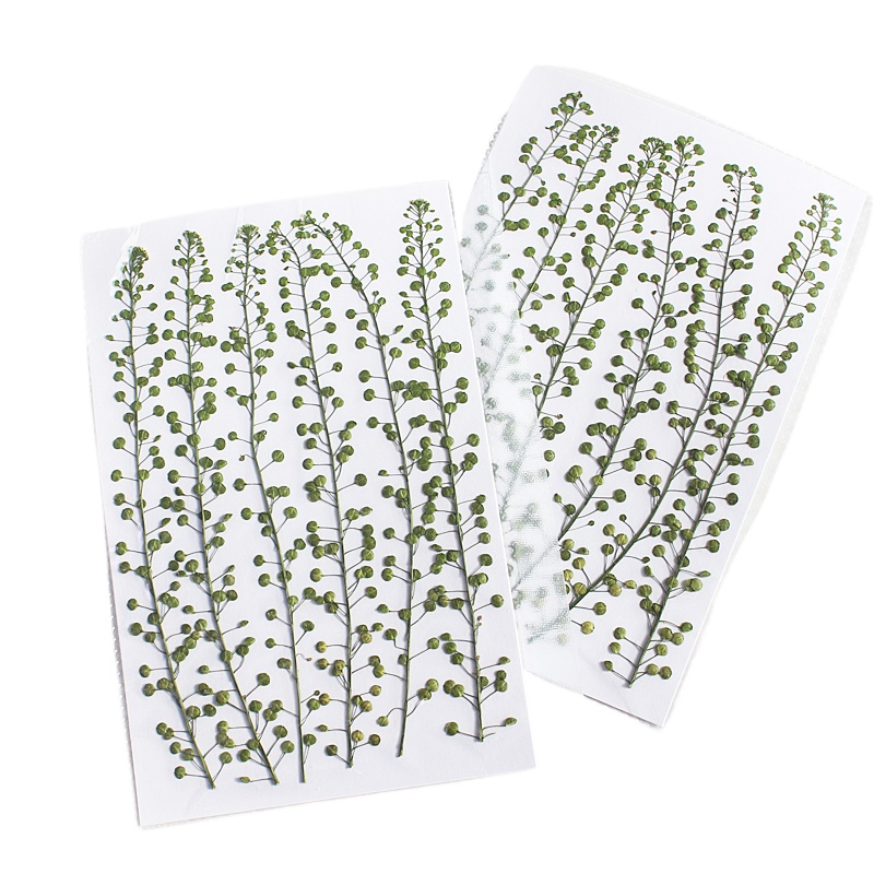 Natural Color Green Bell Grass - đánh giá và giá Resin Craft Ideas