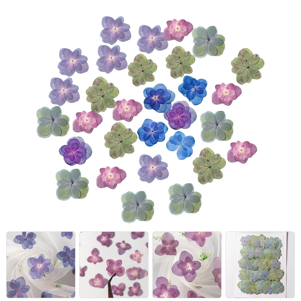 30Pcs Multicolored Pressed Dri - đánh giá và giá Dried Flower Bulk