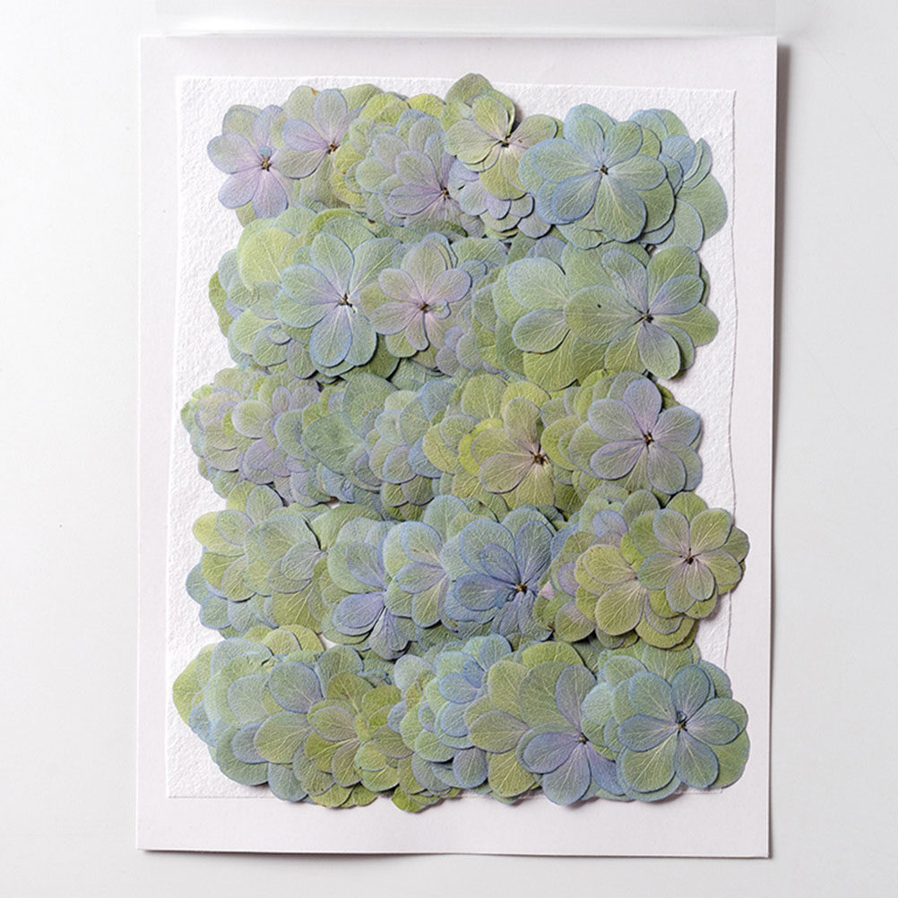 30Pcs Multicolored Pressed Dri - đánh giá và giá Dried Flower Bulk