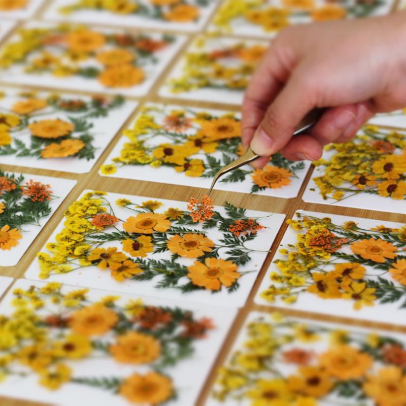 Real Natural Pressed Dried Pla - đánh giá và giá Resin Craft Ideas