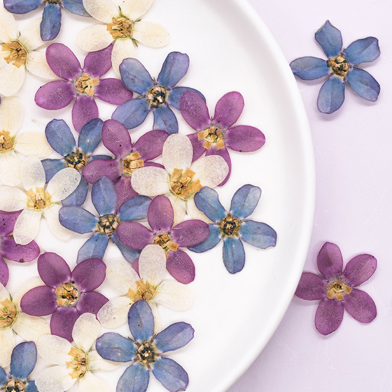 12pcs,Pressed Blue Star Flower - đánh giá và giá Dried Flower Bulk