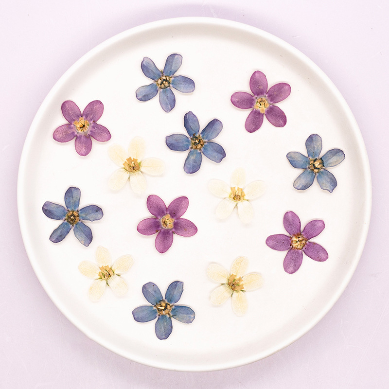 12pcs,Pressed Blue Star Flower - đánh giá và giá Dried Flower Bulk