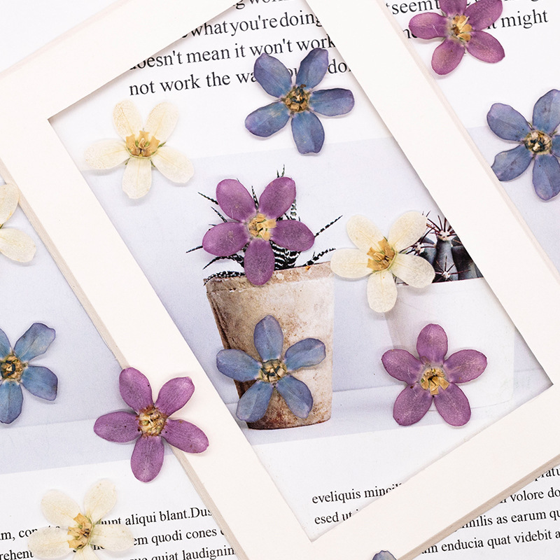 12pcs,Pressed Blue Star Flower - đánh giá và giá Dried Flower Bulk