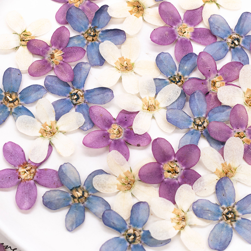 12pcs,Pressed Blue Star Flower - đánh giá và giá Dried Flower Bulk