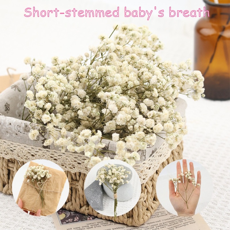50pcs Natural Dried Gypsophila - đánh giá và giá Dried Flower Bulk