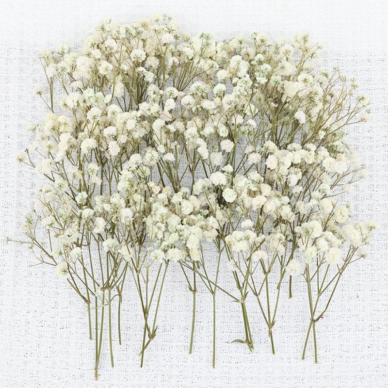 50pcs Natural Dried Gypsophila - đánh giá và giá Dried Flower Bulk