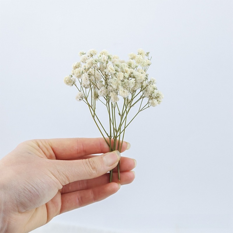 50pcs Natural Dried Gypsophila - đánh giá và giá Dried Flower Bulk