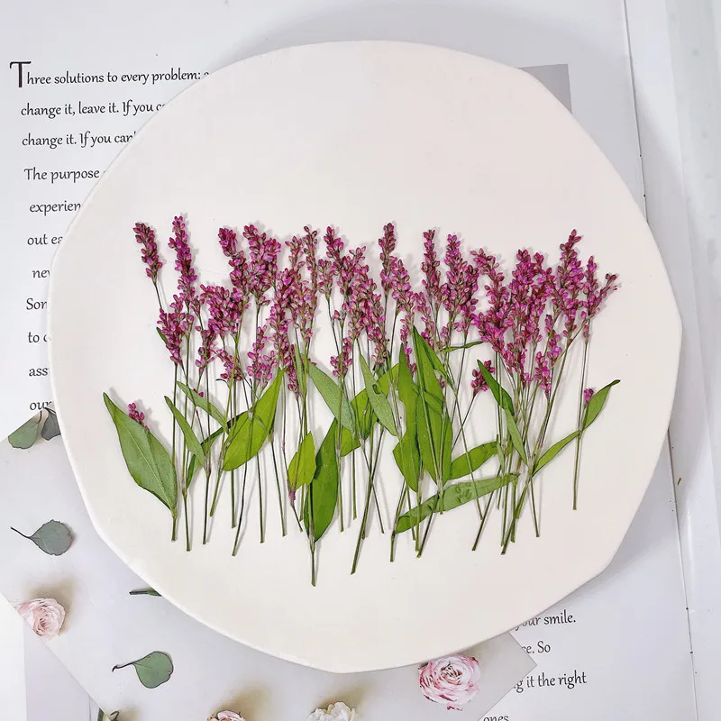 120pcs,5-8cm,Wholesale Nature  - đánh giá và giá Dried Flower Bulk