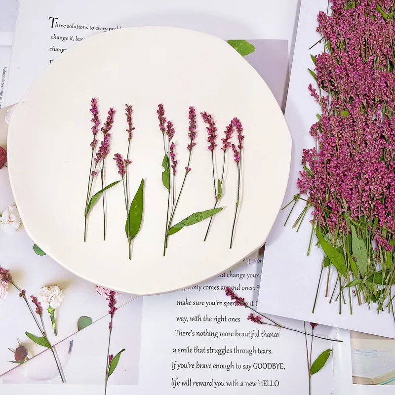 120pcs,5-8cm,Wholesale Nature  - đánh giá và giá Dried Flower Bulk