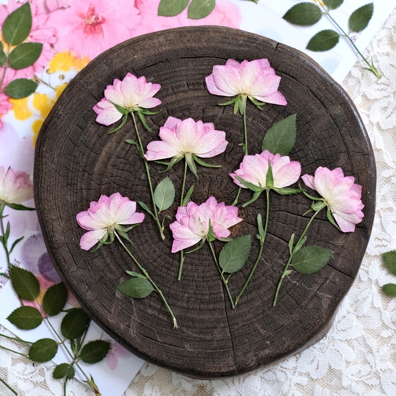 12pcs,Real Dried Pressed Flowe - đánh giá và giá Resin Craft Ideas