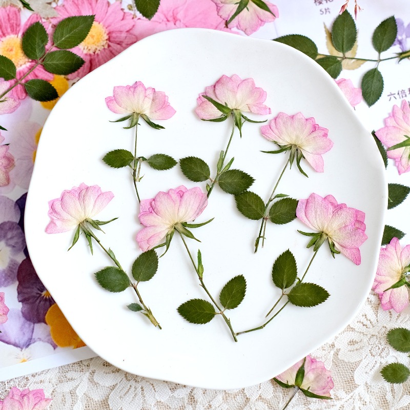 12pcs,Real Dried Pressed Flowe - đánh giá và giá Resin Craft Ideas