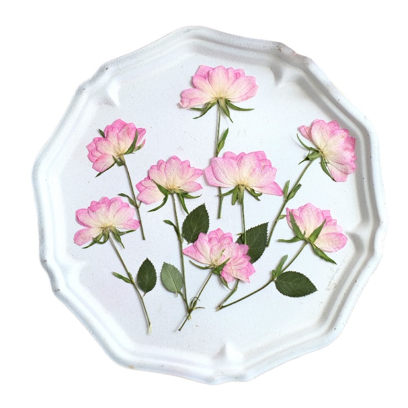 12pcs,Real Dried Pressed Flowe - đánh giá và giá Resin Craft Ideas
